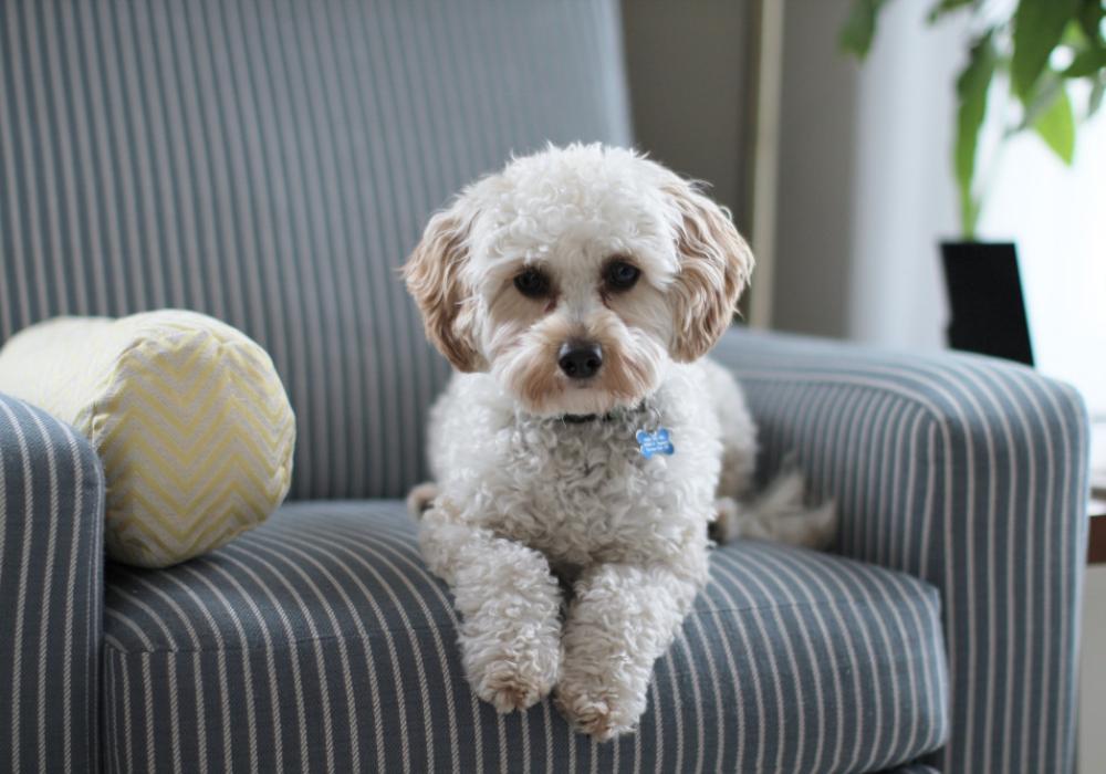 A happy dog resting